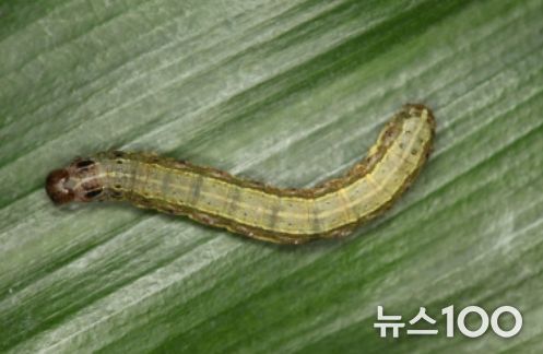 다 자란 4령 열대거세미나방 유충