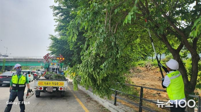 가로수 가지꺾임 정비