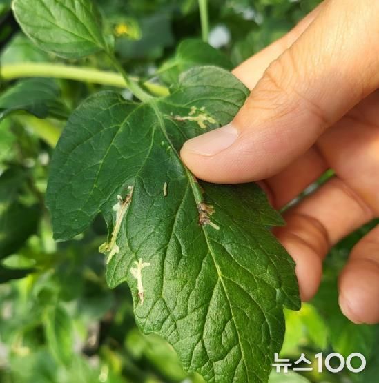 토마토뿔나방 피해사진