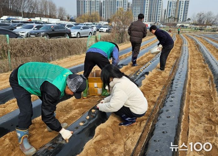 수원시 권선구 서둔동, 사랑의 텃밭 가꾸기 행사 개최