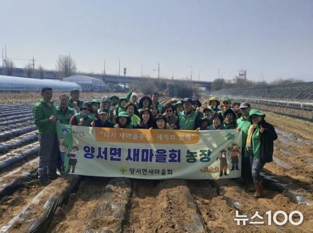 양서면 새마을회 감자심기 사진