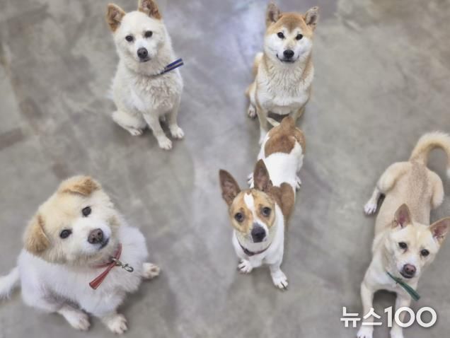 용인특례시 동물보호센터에서 보호중인 유기견 사진