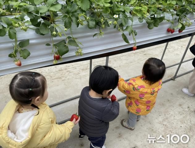 양주시 어린이·사회복지급식관리지원센터, '팜팜팜 딸기밭 체험 프로그램' 성황리 마무리