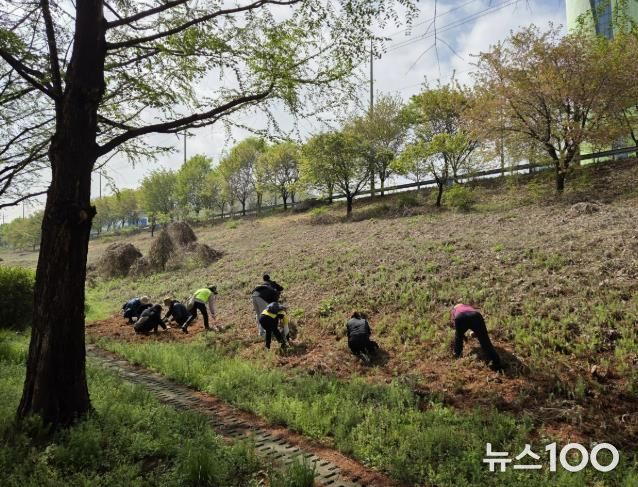 하남시, 생태계교란 식물 제거 나선다… 시민참여 봉사활동도 함께
