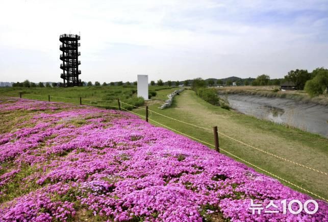시흥시, 주요 공원에 봄꽃 8만8천본 식재… 도심 속 봄 정취 가득