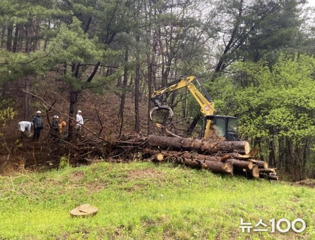 가평군, 소나무재선충병 긴급방제사업 완료