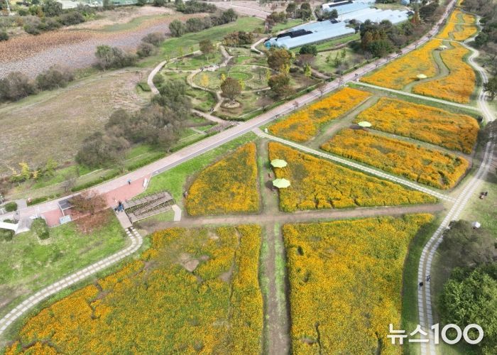 물의정원 황화코스모스 드론 사진