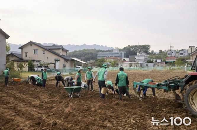 양주시 장흥면 새마을회, 이웃돕기 기금마련을 위한 고구마 수확 행사 성황리 개최