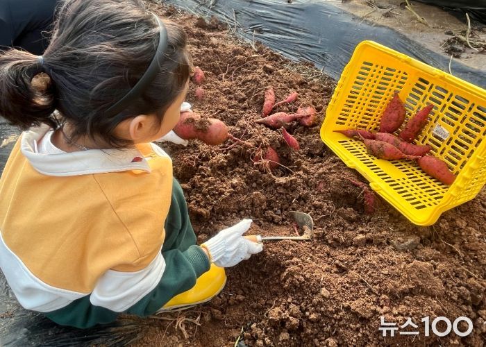 고구마를 수확하고 있는 어린이들
