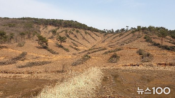 조림지 사진