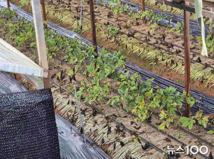 안성시, 농업시설 폭설·한파 사전대비 및 현장점검 실시