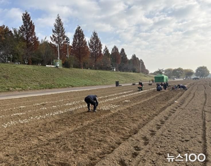파주시 금촌2동, 내부 인력으로 2026 공릉천 튤립축제 식재 작업 완료