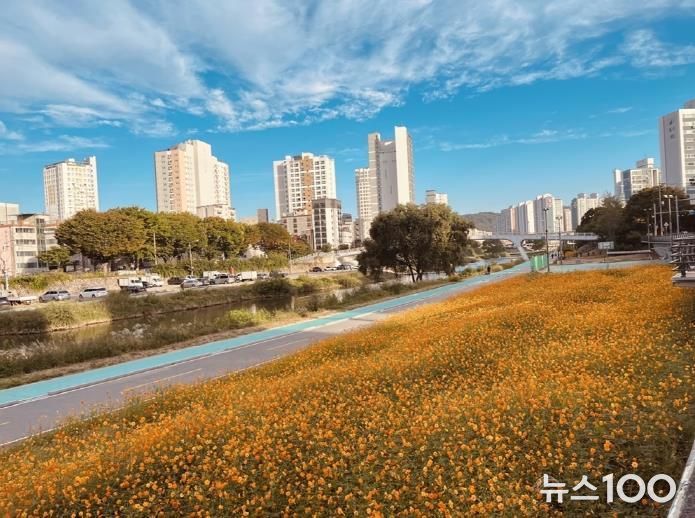 중랑천 황화 코스모스 꽃길