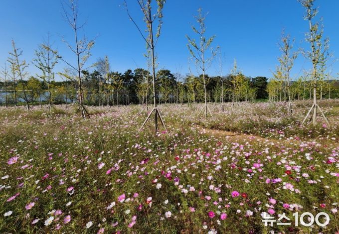 만수저수지 코스모스 꽃