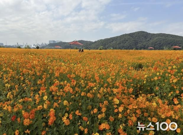 용인특례시는 기흥호수공원에 황화코스모스 경관단지를 조성했다