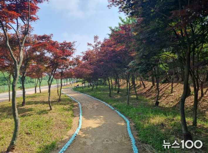 김포 홍단풍 나무숲길