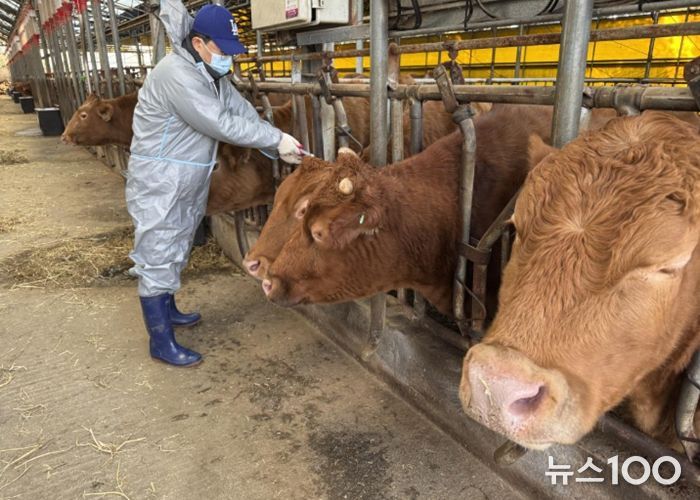 구제역 백신 접종