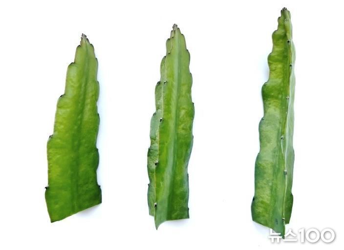 인장 바이러스 감염증상(조직 변형)