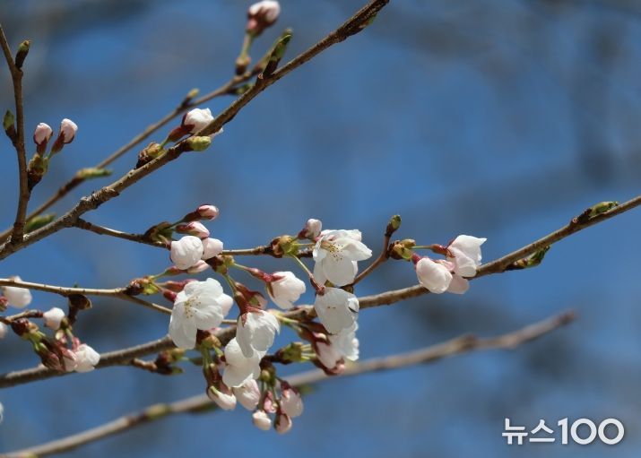 물향기수목원 왕벚나무 전경