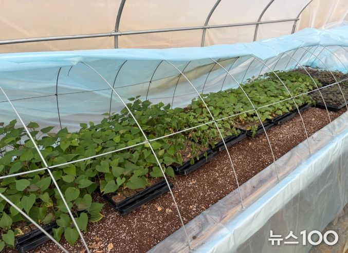 고구마 조직배양묘 모습