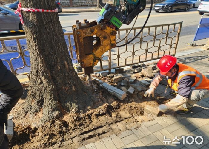 고양시 일산서구, 킨텍스로 일원 가로수 보호틀 정비 완료