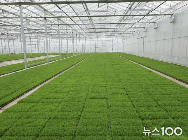 고품질 여주쌀 생산을 위한 볍씨소독 및 적기 못자리 설치