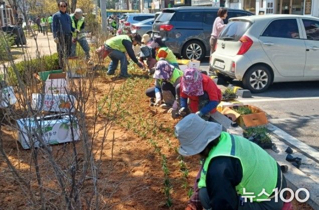 고양시 일산서구, 탄중로 녹지대 초화류 식재 완료