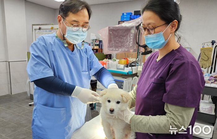 반려견 접종 사진