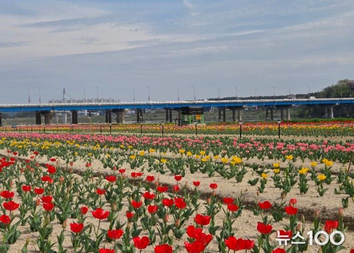 여주시민공원 아름다운 튤립, 주말 만개 기대