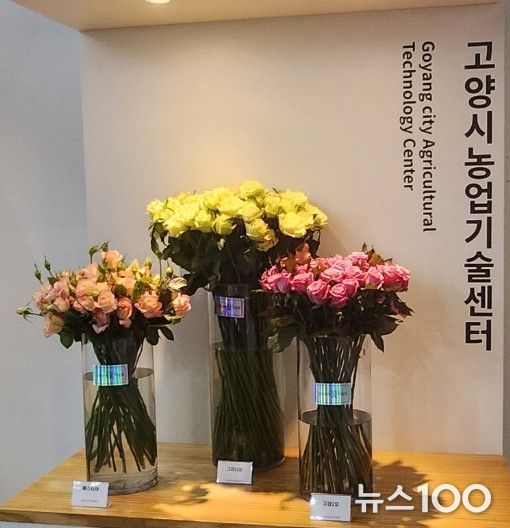 고양시,‘행주한우·장미' 특화농산물 지정